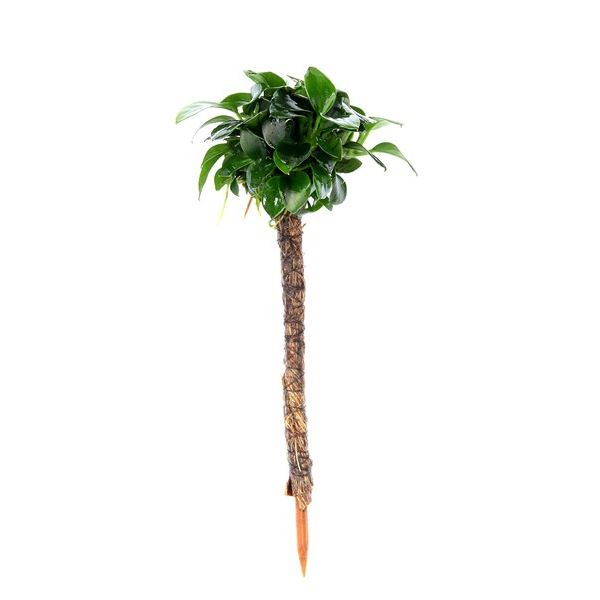 Dennerle Anubias nana 'Bonsai' na palmě 4 x 4 x 15 cm