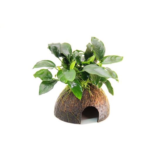 Dennerle Anubias nana na kokosu 9 x 9 x 12 cm