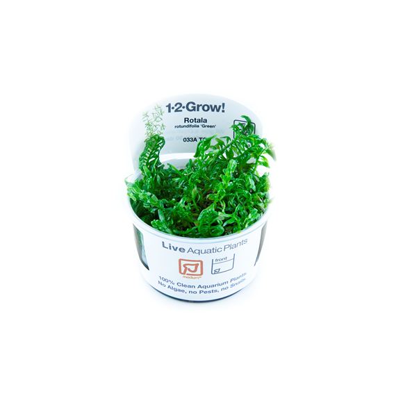 Rotala rotundifolia ’Green’ 1-2 Grow!
