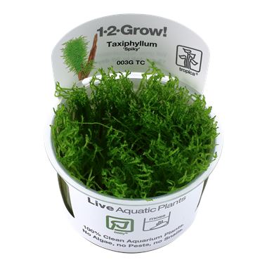 Taxiphyllum 'Spiky' 1-2 Grow!