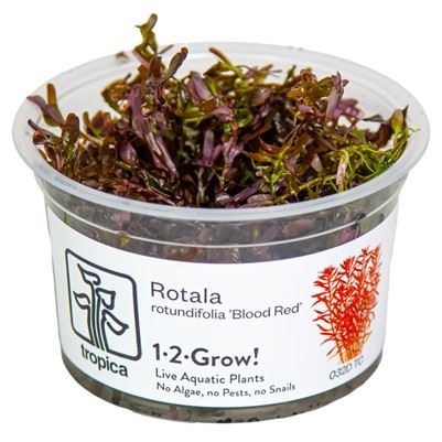 Tropica Rotala rotundifolia 'Blood Red' 1-2-Grow!