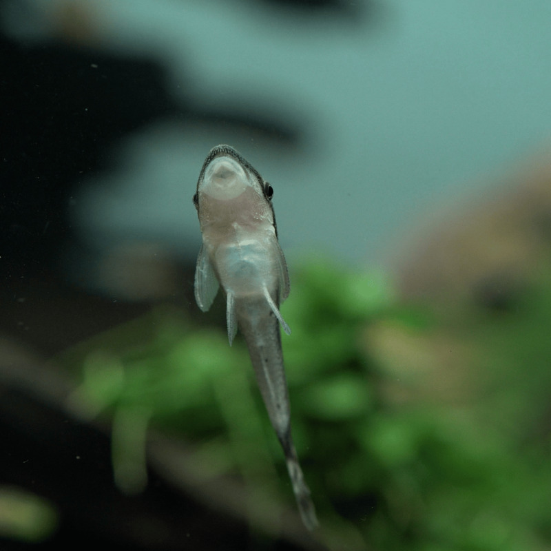 Krunýřovec jednopruhý 3 cm