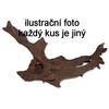 Kořen M 20-35 cm