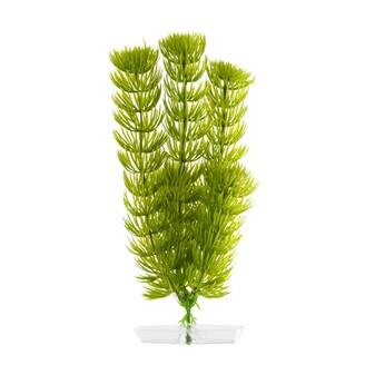 Rostlina Anacharis 18-21 cm
