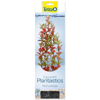 Rostlina Red Ludwiga 25-28 cm