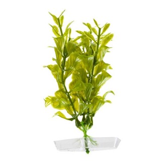 Rostlina Hygrophila 13-16 cm