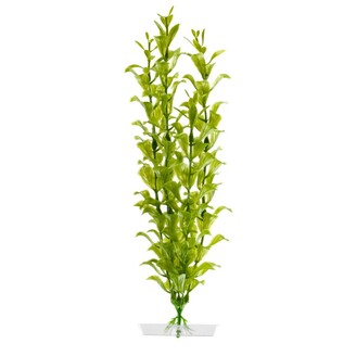 Rostlina Hygrophila 25-28 cm