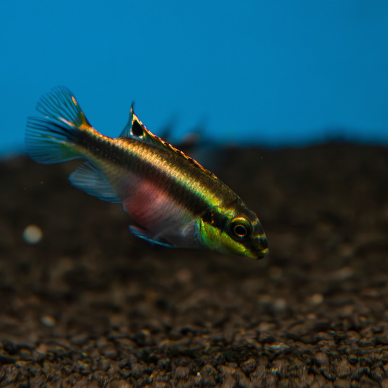 Pestřenec červený