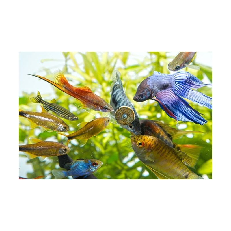 TETRA FunTips Tablets 20 tablet