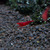 Neocaridina davidi Red Cherry 1 cm