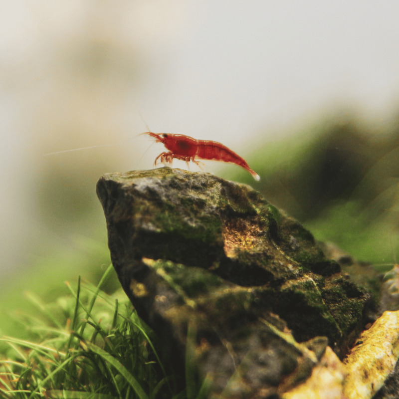 Neocaridina davidi Red Cherry 1 cm