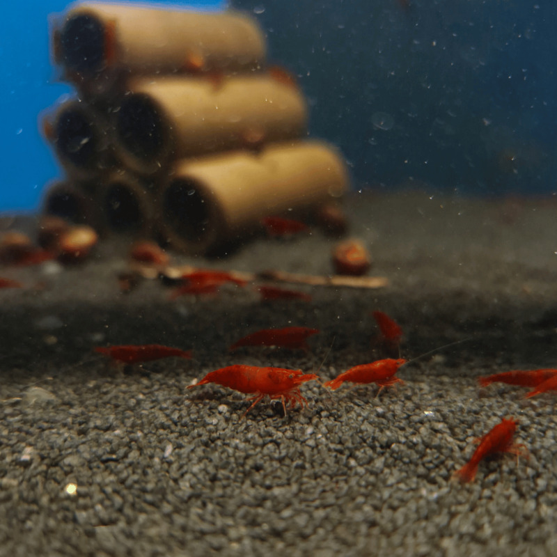Neocaridina davidi Red Cherry 1 cm