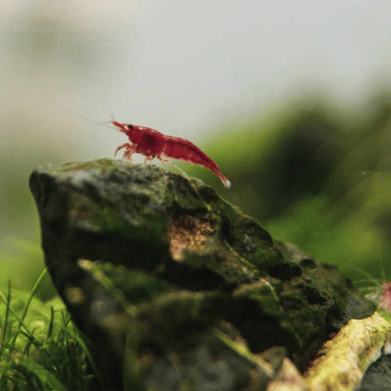 Neocaridina davidi Red Cherry 1 cm