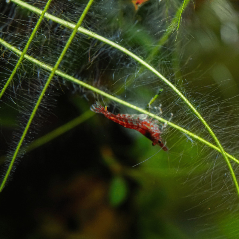 Neocaridina davidi Red Cherry 1 cm