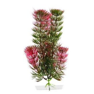 Rostlina Red Anacharis 18-21 cm