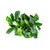 Dennerle Anubias barteri var. nana ´Kirin´