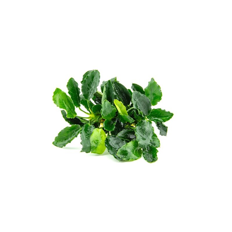Dennerle Anubias barteri var. nana ´Kirin´