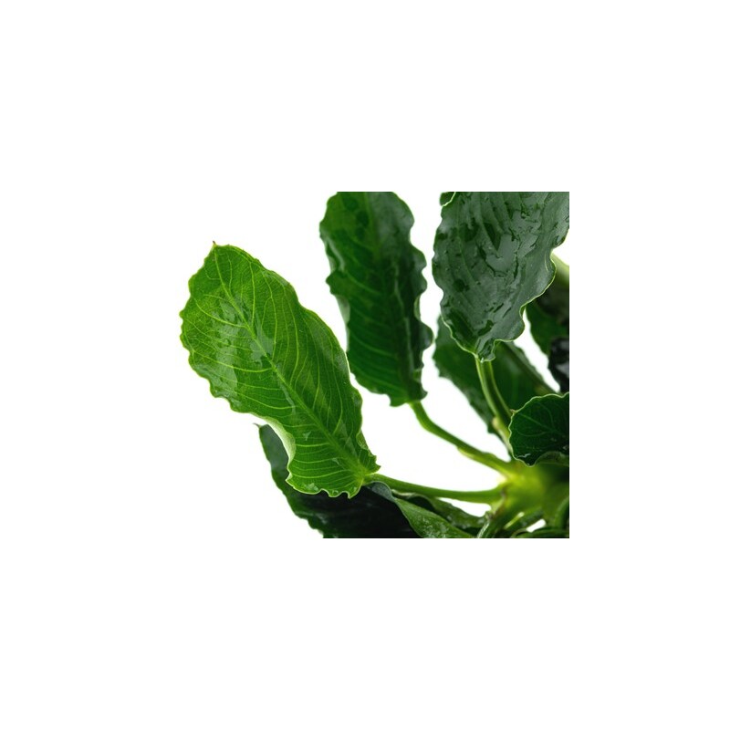 Dennerle Anubias barteri var. nana ´Kirin´