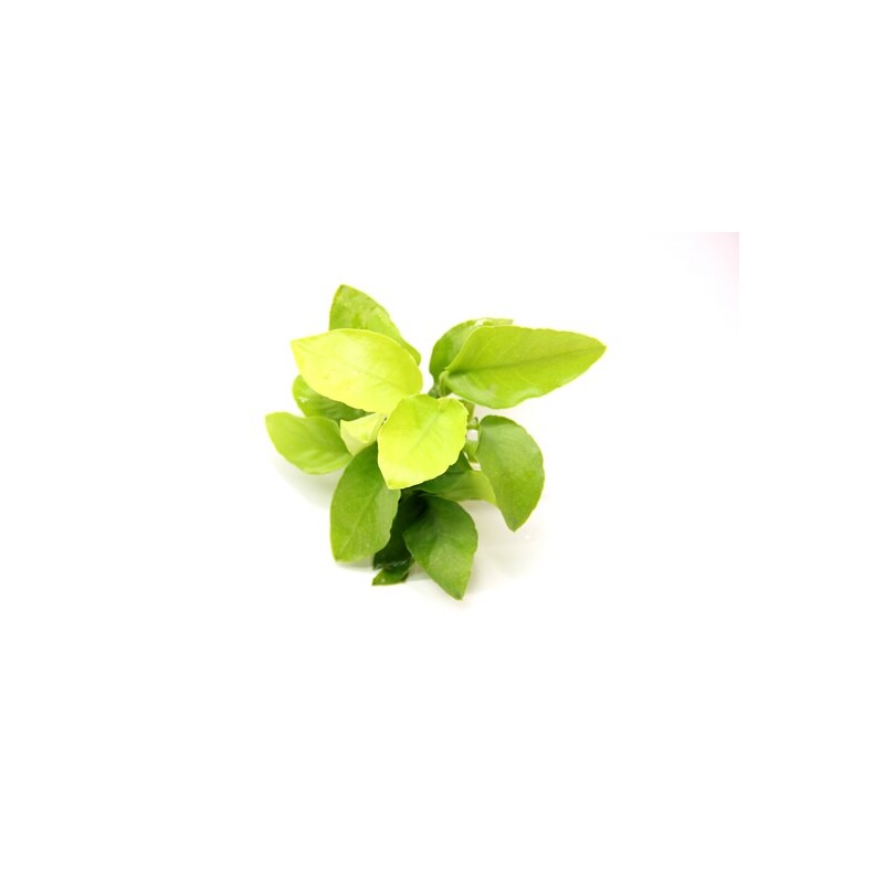 Dennerle Anubias nana Gold