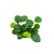 Dennerle Anubias barteri ´Coin Leaf´