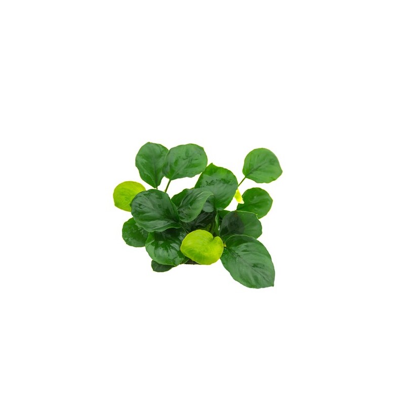 Dennerle Anubias barteri ´Coin Leaf´