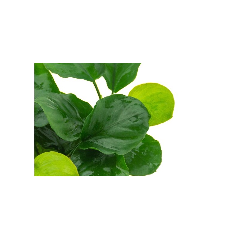 Dennerle Anubias barteri ´Coin Leaf´