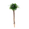 Dennerle Anubias nana 'Bonsai'  na palmě 4 x 4 x 15 cm*