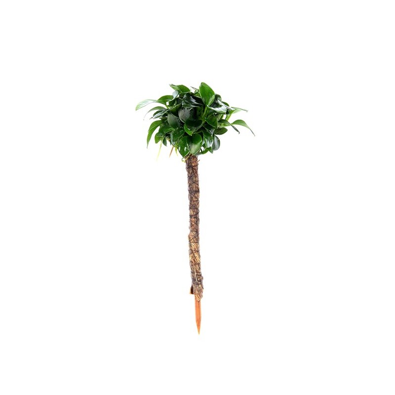 Dennerle Anubias nana 'Bonsai'  na palmě 4 x 4 x 15 cm*