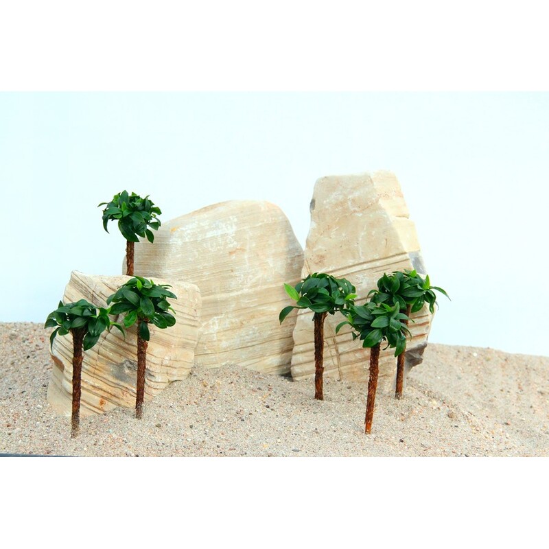 Dennerle Anubias nana 'Bonsai'  na palmě 4 x 4 x 15 cm*