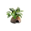 Dennerle Anubias nana na kokosu 9 x 9 x 12 cm*