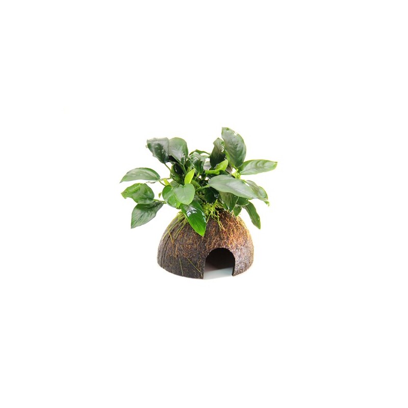 Dennerle Anubias nana na kokosu 9 x 9 x 12 cm*