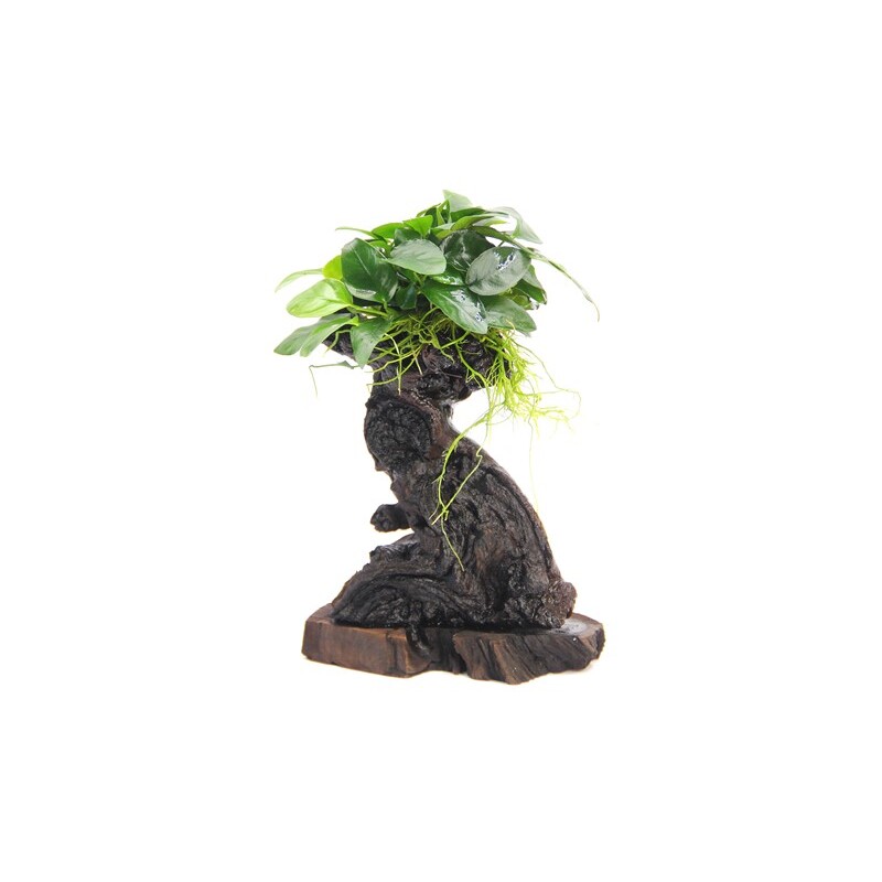 Dennerle Bonsai S s Anubias nana 14 x 8 x 25 cm*