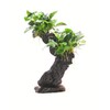 Dennerle Bonsai M s Anubias nana 20 x 10 x 30 cm*