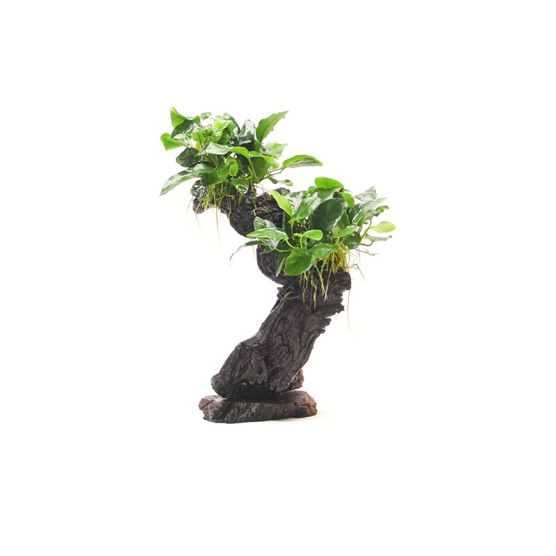 Dennerle Bonsai M s Anubias nana 20 x 10 x 30 cm*
