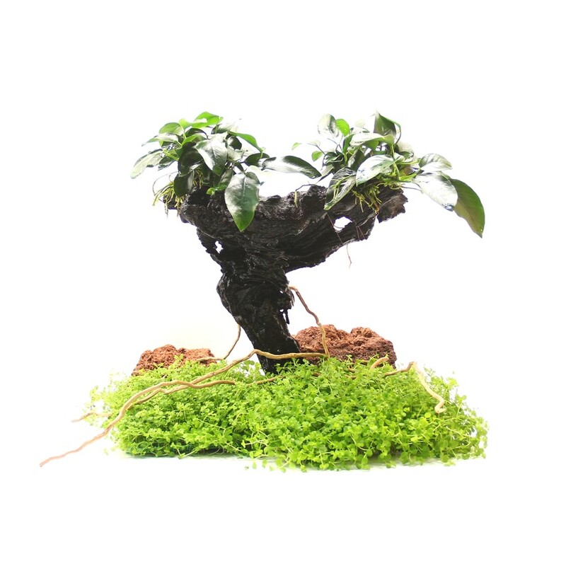 Dennerle Bonsai M s Anubias nana 20 x 10 x 30 cm*