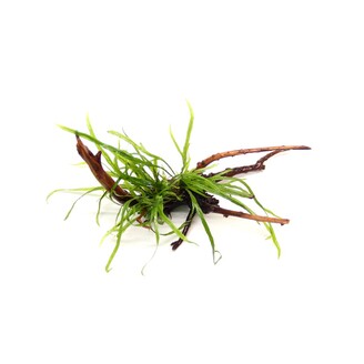 Dennerle Microsorum pteroptus 'Trident'  na pavoučím dřevě 14 x 8 x 10 cm*