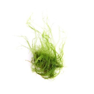 Dennerle Amblystegium serpens In-Vitro