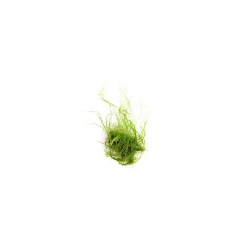 Dennerle Amblystegium serpens In-Vitro