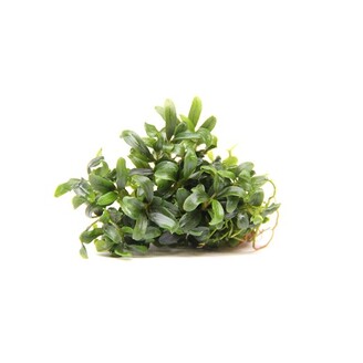 Dennerle Bucephalandra micrantha Needle Leaf In-Vitro