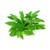 Dennerle Cryptocoryne wendtii Broad Leaf In-Vitro
