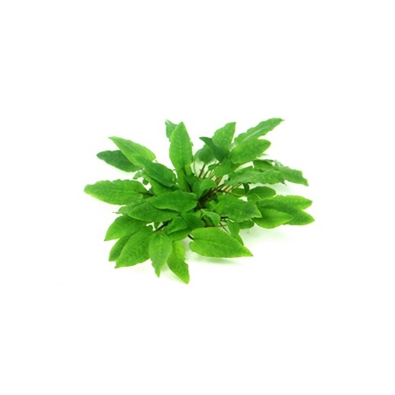 Dennerle Cryptocoryne wendtii Broad Leaf In-Vitro