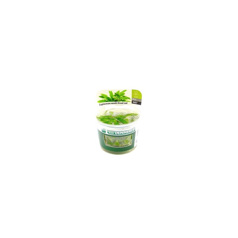 Dennerle Cryptocoryne wendtii Broad Leaf In-Vitro