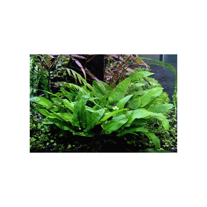 Dennerle Cryptocoryne wendtii Broad Leaf In-Vitro