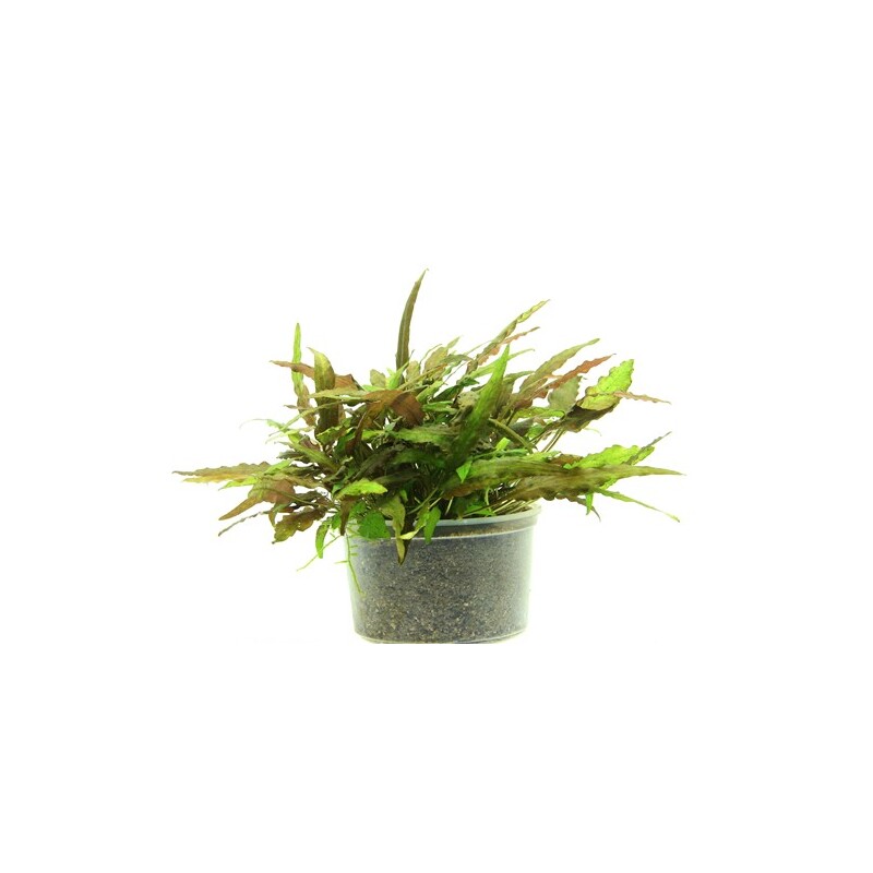 Dennerle Cryptocoryne wendtii Broad Leaf In-Vitro