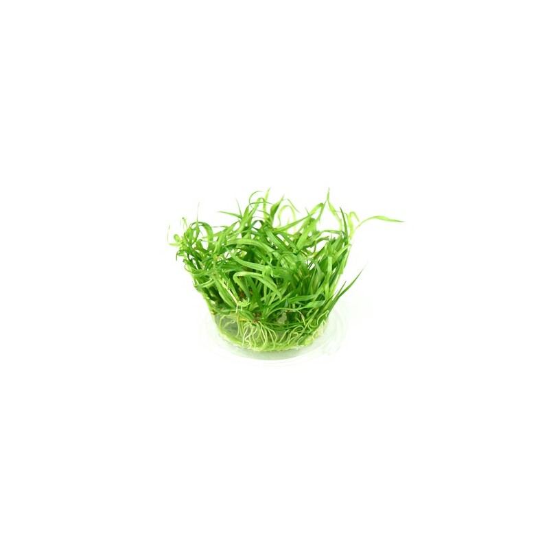 Dennerle Helanthium tenellum ´Broad leaf´In-Vitro
