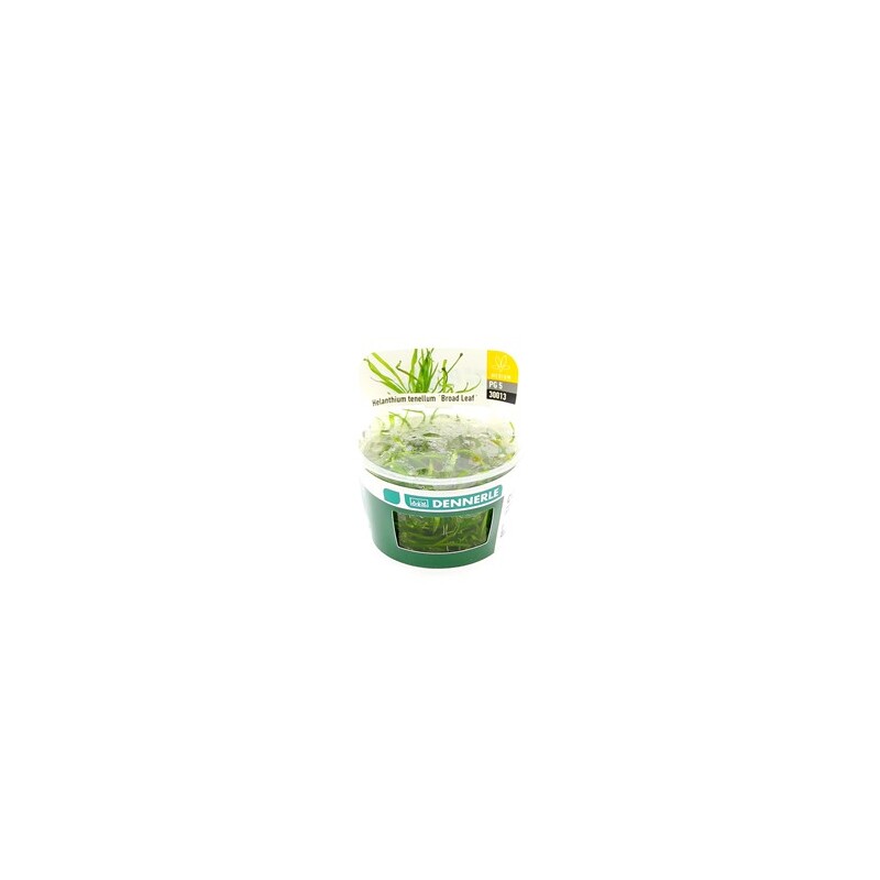 Dennerle Helanthium tenellum ´Broad leaf´In-Vitro