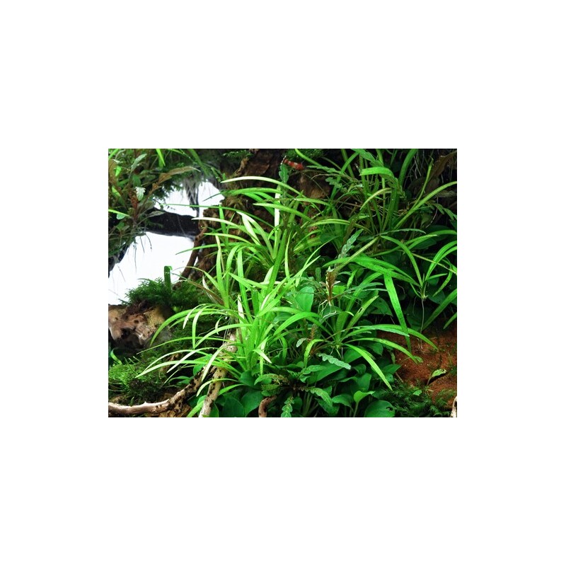 Dennerle Helanthium tenellum ´Broad leaf´In-Vitro