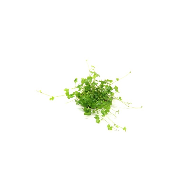 Dennerle Hydrocotyle tripartita ´Mini´ In-Vitro