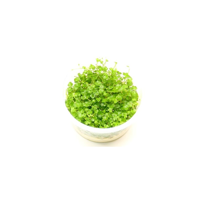 Dennerle Hydrocotyle tripartita ´Mini´ In-Vitro