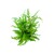 Dennerle Hygrophila pinnatifida In-Vitro  
